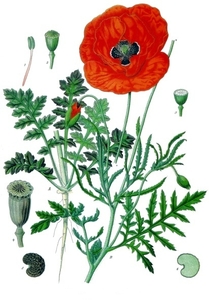 Corn Poppy