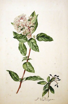 Viburnum tinus