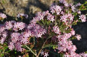 Common Fringe Myrtle