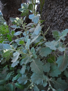 White Henbane