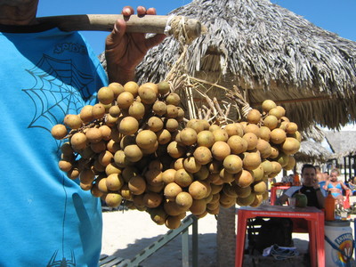 Talisia esculenta