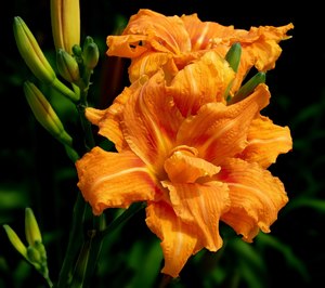 Common Day Lily