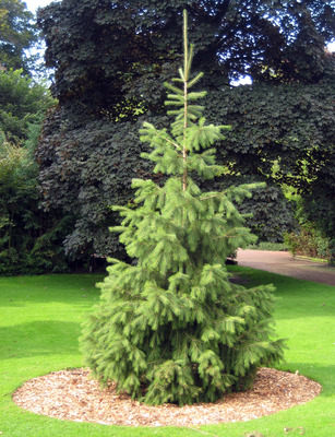 Picea smithiana