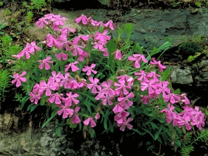 Wild pink