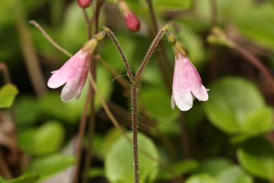 Linnaea borealis