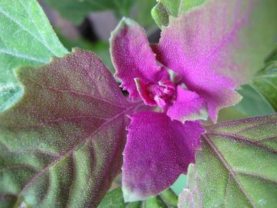 Chenopodium giganteum