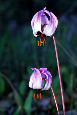 Erythronium hendersonii