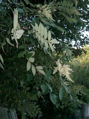 Rhus chinensis