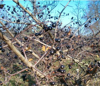 Crataegus pentagyna