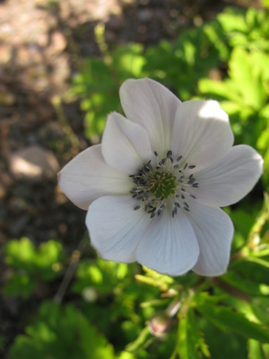 Anemone rivularis