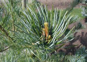 Japanese White Pine