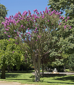 Crepe Myrtle