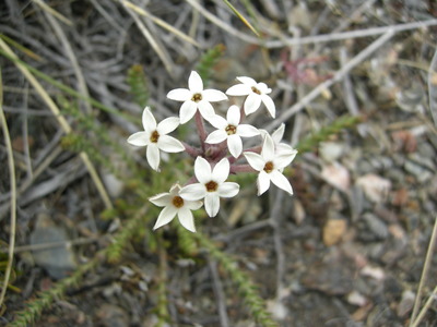 Arjona patagonica