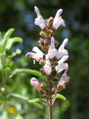 Salvia fruticosa