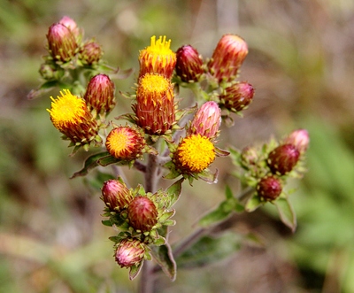 Inula conyza