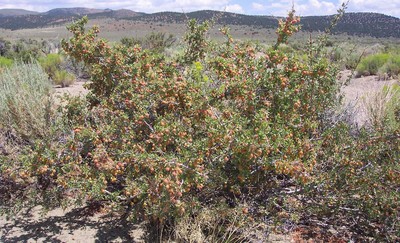 Prunus andersonii