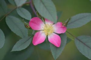 Red-Leafed Rose