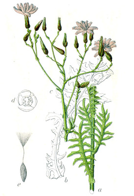 Lactuca perennis