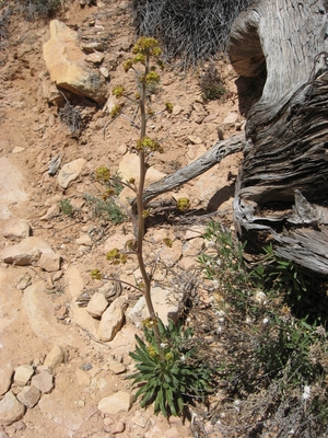 Eriogonum alatum