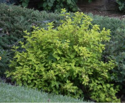 Physocarpus opulifolius Lemon Candy 'Podaras 3'