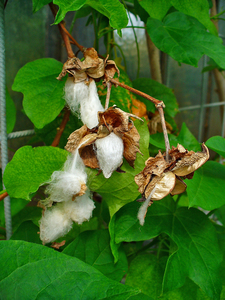 Short-Staple American Cotton (Cotton )