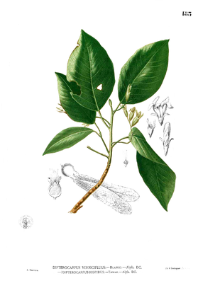 Dipterocarpus gracilis