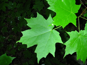 Sugar maple