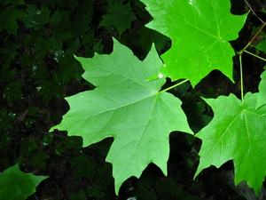 Sugar maple