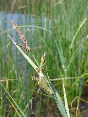 Carex nebrascensis