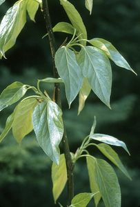 Balsam Poplar