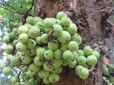 Ficus racemosa