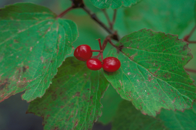 Viburnum edule