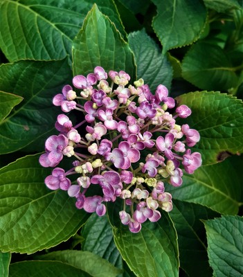 Hydrangea serrata