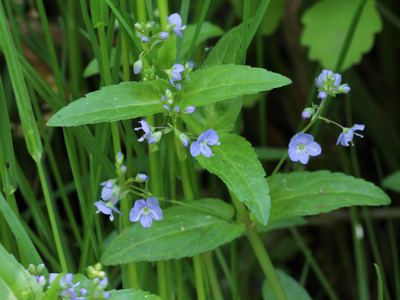 Veronica americana