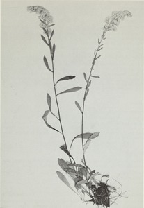 Solidago spathulata
