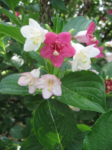 Weigela coraeensis