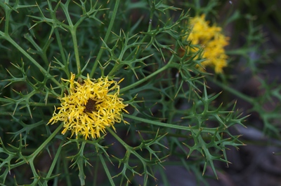 Isopogon ceratophyllus