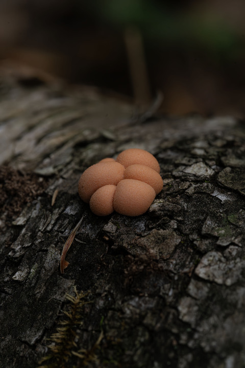 Pleasant observations from a good hike in the White Mountains, New Hampshire, USA:

+ Calligrapher fly (toxomerus)
+ Digging bees (anthophorini)
+ Jack in the pulpit (arisaema triphyllum)
+ Coral tooth fungus 
+ Rock tripe lichen
+ Yellow fairy cups
+ Wolf's milk (lycogala epidendrum)
+ Cucumber root (medeola virginiana)
+ Honey mushrooms
+ Oakmoss
+ Beard lichen
+ Shield lichen
+ Sphagnum moss
+ Waxcaps
+ Bunchberry
+ Marsh St. John's wart
+ White coral fungus
+ Scalycaps(pholiota) 
+ Three-way sedge