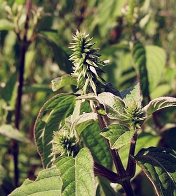 Achyranthes japonica