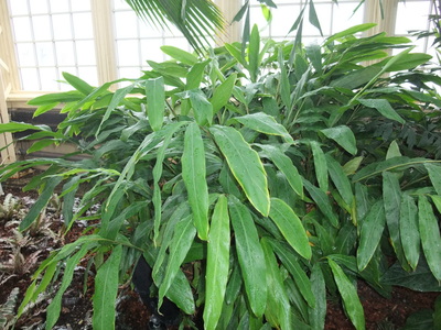 Cardamom plant