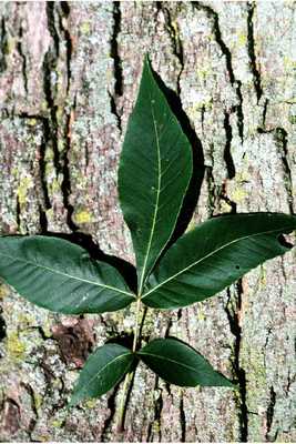 Carya glabra