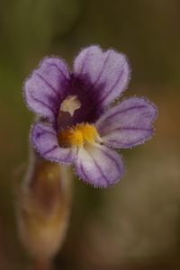 Oneflowered broomrape