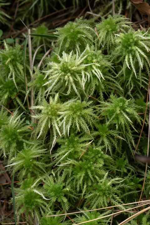 Pleasant observations from a good hike in the White Mountains, New Hampshire, USA:

+ Calligrapher fly (toxomerus)
+ Digging bees (anthophorini)
+ Jack in the pulpit (arisaema triphyllum)
+ Coral tooth fungus 
+ Rock tripe lichen
+ Yellow fairy cups
+ Wolf's milk (lycogala epidendrum)
+ Cucumber root (medeola virginiana)
+ Honey mushrooms
+ Oakmoss
+ Beard lichen
+ Shield lichen
+ Sphagnum moss
+ Waxcaps
+ Bunchberry
+ Marsh St. John's wart
+ White coral fungus
+ Scalycaps(pholiota) 
+ Three-way sedge