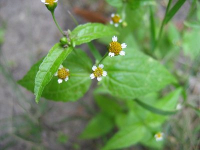 Galinsoga parviflora