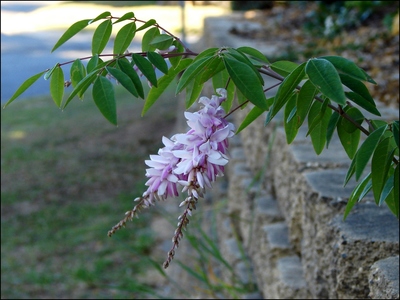 Indigofera decora