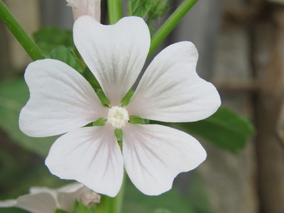 Malva pusilla