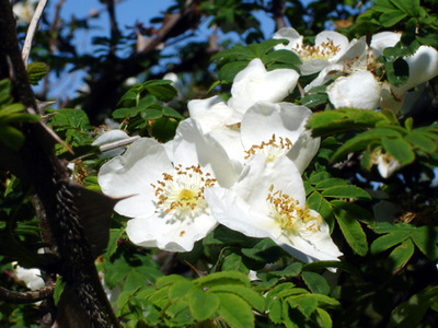 Rosa sericea