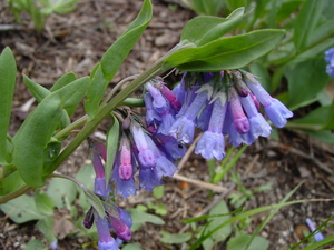 Oblongleaf bluebells