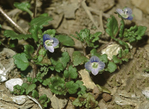 Gray field speedwell