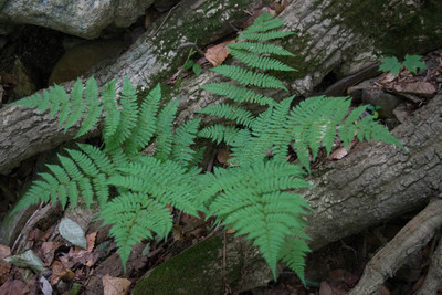 Dryopteris carthusiana